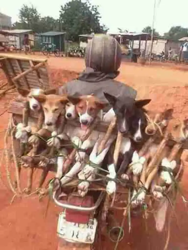 Funny Photo: Which State In Nigeria Do You Think This Man Is Heading To??